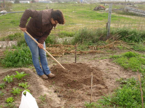 Preparação do terreno para colocação de sementes de cenoura na terra